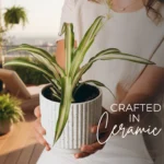 White ribbed ceramic plant pot front view