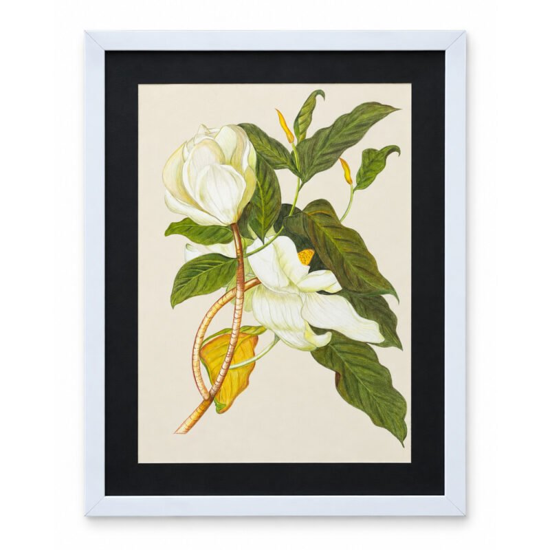 White Magnolia botanical wall art with white flowers, green leaves and black frame