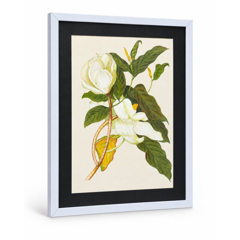 Angled view of White Magnolia botanical artwork in slim black frame