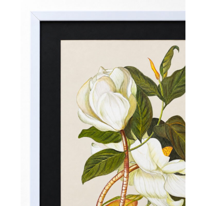 Side angled view of framed White Magnolia botanical wall art