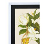 Close-up detail of white magnolia flowers, green leaves and black frame