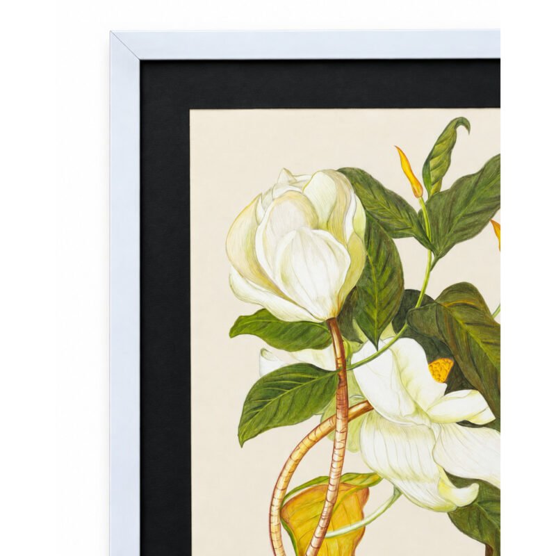 Close-up detail of white magnolia flowers, green leaves and black frame