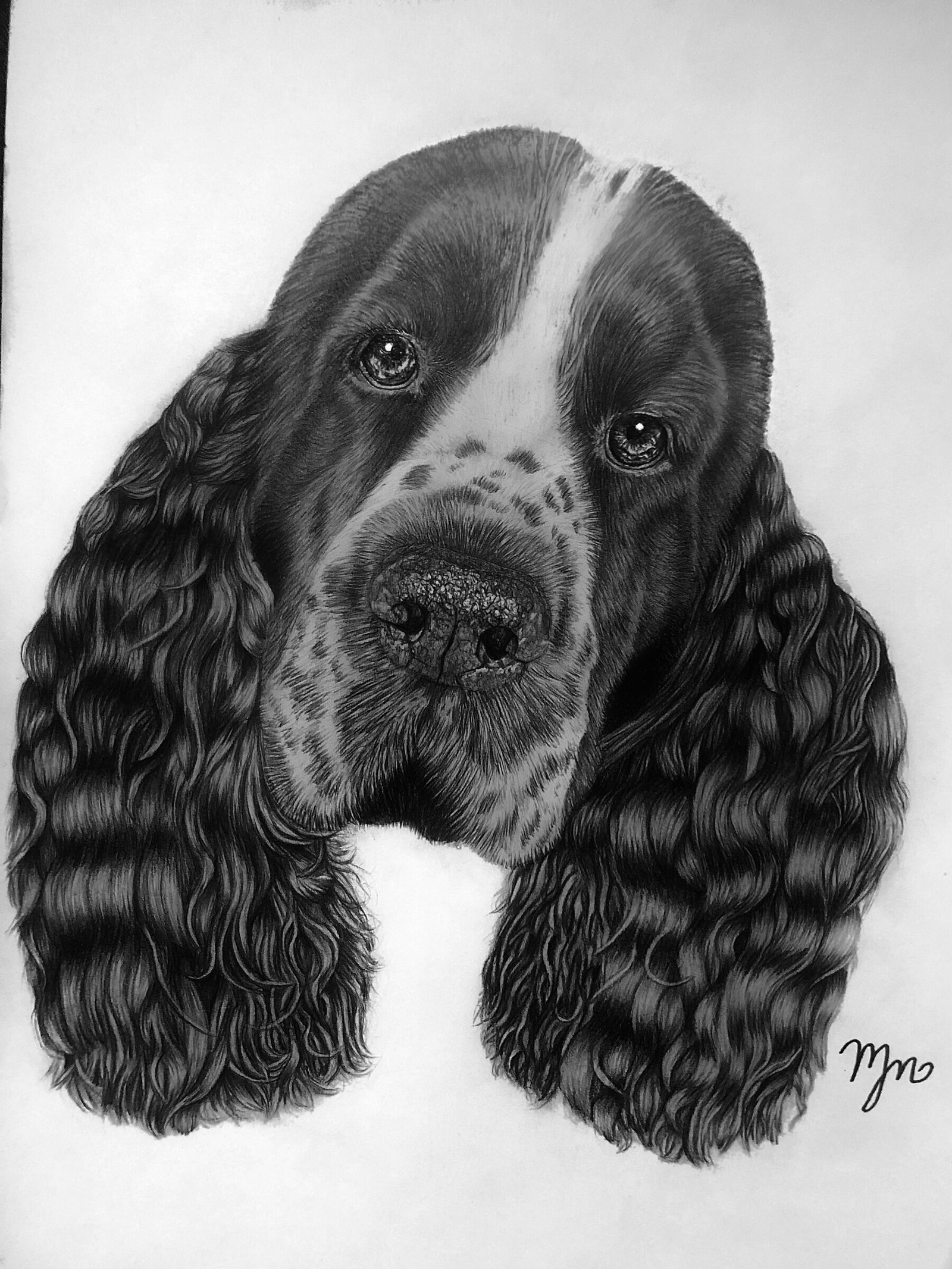 Pet Portraits By Bryar
