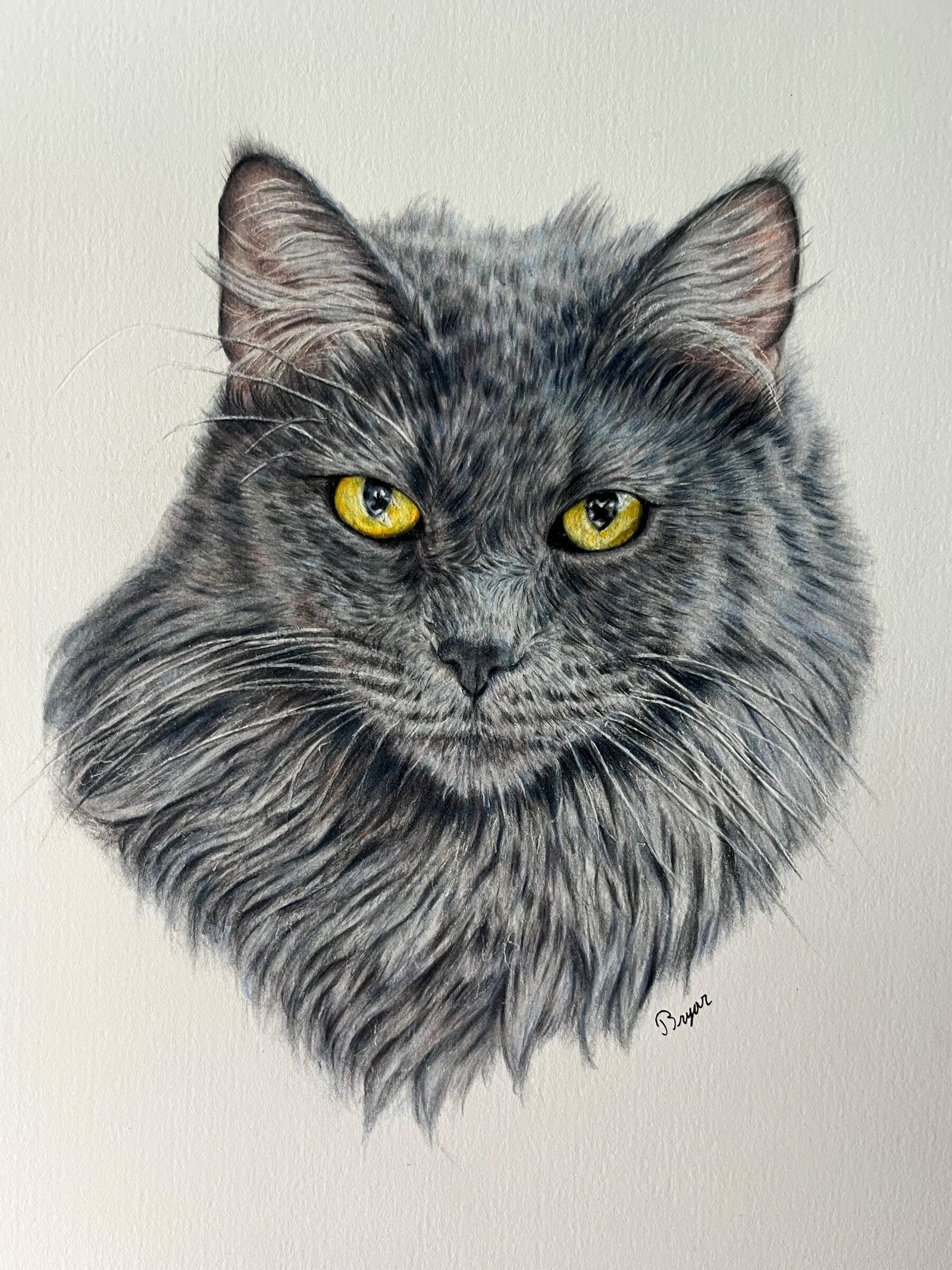 Pet Portraits By Bryar