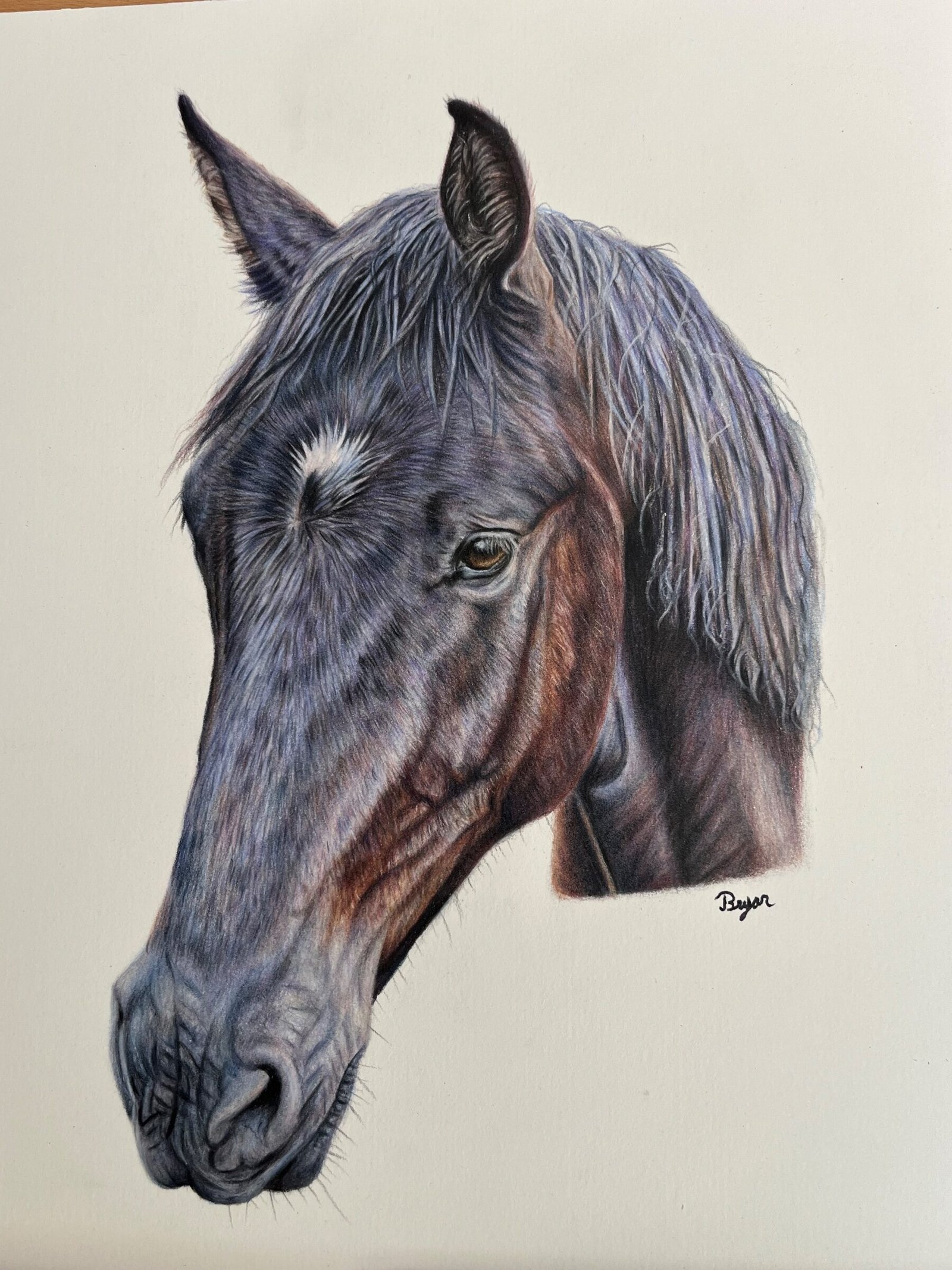 Pet Portraits By Bryar