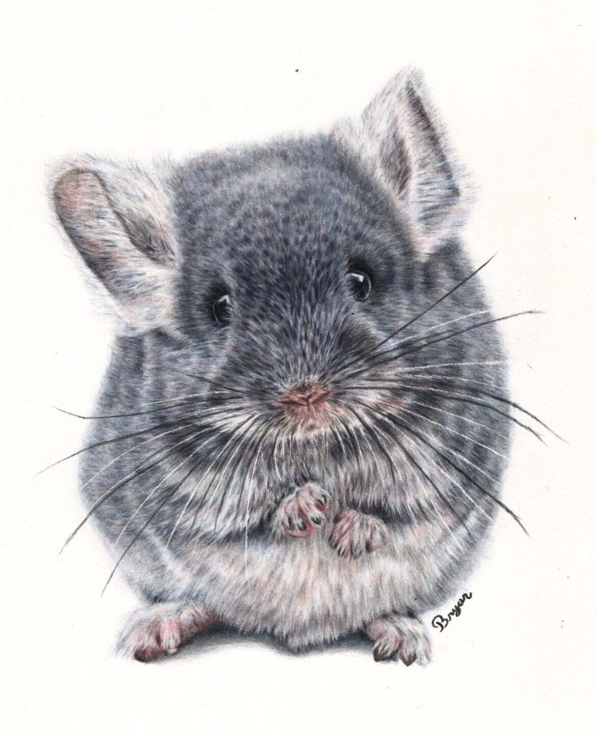 Pet Portraits By Bryar